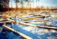 Не вырубить топором Не вырубить топором